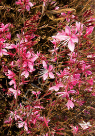 Gaura lindheimeri 'Siskiyou Pink' (Red Leaf Form)