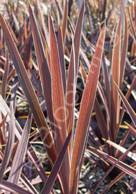 Cordyline australis 'Midnight'