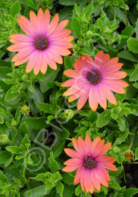 Osteospermum 'Nuanza Copper Purple'