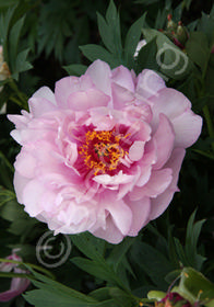 Paeonia x intersectional First Arrival'