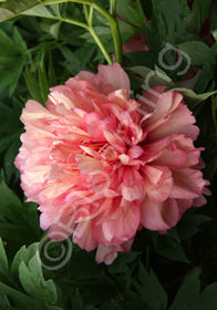 Paeonia x 'Itoh Hillary'