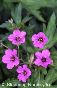 Geranium endressii x psilostemon 'Patricia'