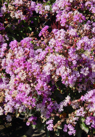 Lagerstroemia indica 'Dwarf Purple'