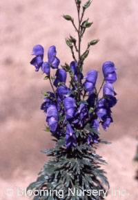 Aconitum x cammarum 'Bressingham Spire'           