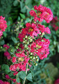 Lagerstroemia indica 'Dwarf Red'