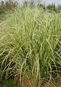 Miscanthus sinensis 'Rigoletto'