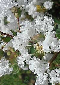 Lagerstroemia indica 'Dwarf White'