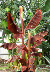 Musa acuminata 'Siam Ruby'