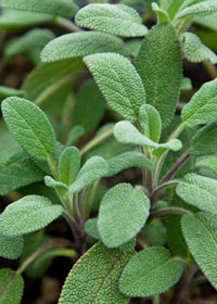 Salvia officinalis Grower's Friend'
