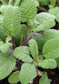 Salvia officinalis 'Grower's Friend'