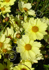 Coreopsis x 'Full Moon'