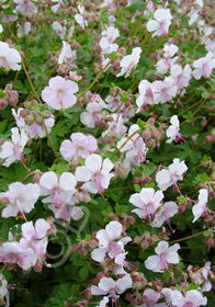 Geranium x cantabrigiense 'St. Ola'