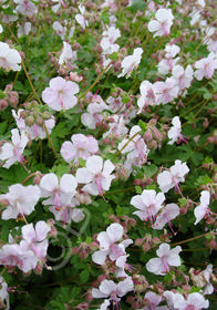 Geranium x cantabrigiense 'St. Ola'