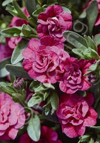 Calibrachoa 'MiniFamous™ Double Dark Pink' Calibrachoa 'MiniFamous™ Double Dark Pink'