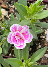 Calibrachoa 'Double Pink'