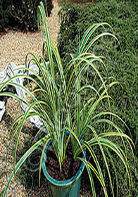 Carex trifida 'Rekohu Sunrise'