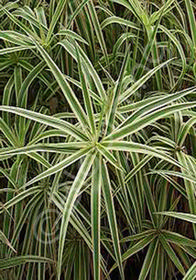 Carex phyllocephala 'Sparkler'