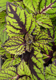 Coleus 'Fishnet Stockings' (aka Solenostemon)