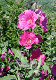 Lavatera 'Red Rum'