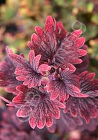 Coleus 'Gnash Rambler' 