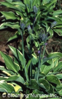 Hosta sieboldiana 'Aureo-marginata'              