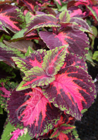 Coleus (Solenostemon) 'Pistachio Nightmare'