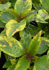 Coleus (Solenostemon) 'Zesty Zucchini'