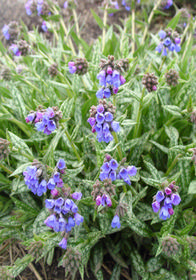 Pulmonaria longifolia 'Bertram Anderson'