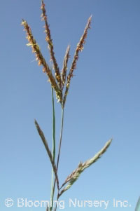 Arundo formosana