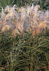 Miscanthus sinensis 'Graziella'