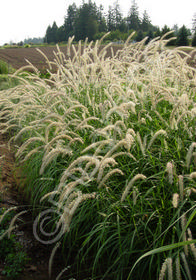 Pennisetum orientale 'Tall Tales'