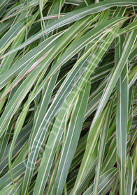 Hakonechloa macra 'Albostriata'