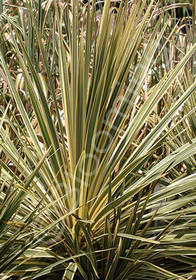 Cordyline australis 'Torbay Dazzler'