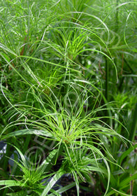 Cyperus papyrus