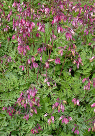 Dicentra formosa 'Adrian Bloom'