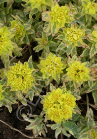 Euphorbia polychroma 'Lacy'