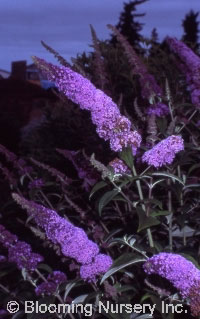 Buddleia davidii 'Orchid Beauty'                  