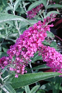 Buddleia davidii 'Summer Beauty'                  