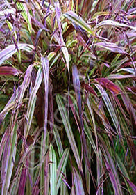 Hakonechloa macra 'Naomi'