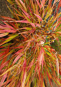 Hakonechloa macra 'Nicolas'