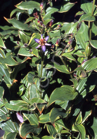 Tricyrtis formosana 'Samurai'