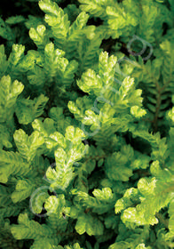 Selaginella kraussiana 'Aurea'