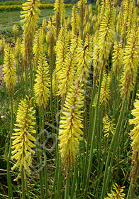 Kniphofia uvaria 'Vanilla'