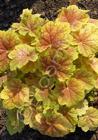 Heuchera 'Tiramisu'