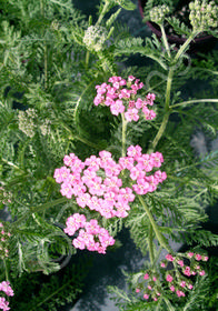 Achillea millefolium 'Lilac Beauty'