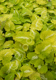 Lamium maculatum 'Gold Nuggets'