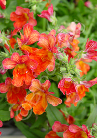 Nemesia Serengeti Sunset  ('KLENH09680')