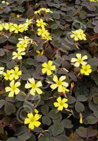 Oxalis 'Burgundy Bliss'