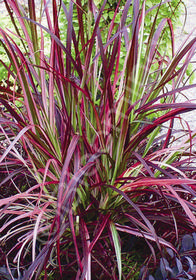 Pennisetum setaceum 'Fireworks'