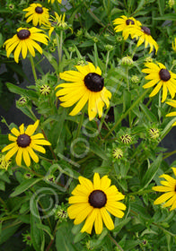 Rudbeckia fulgida 'Early Bird Gold'